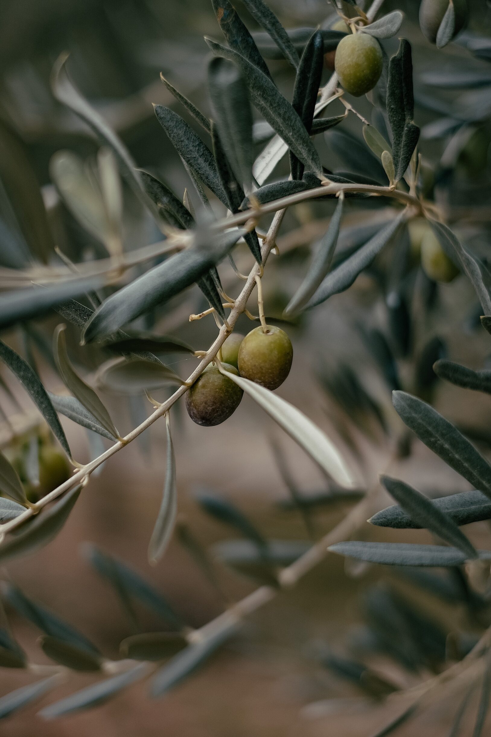 olive tree at The Complex