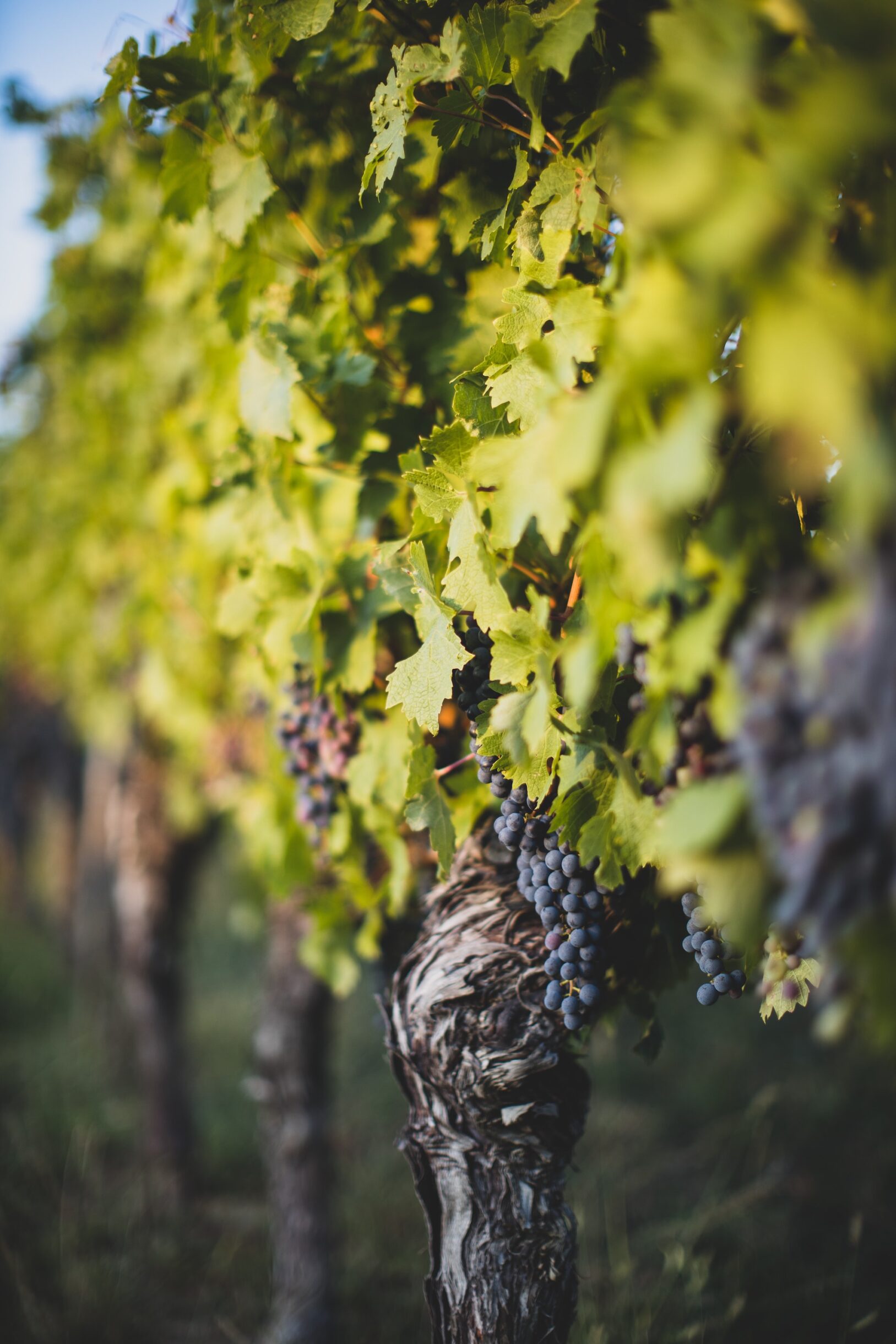 vineyards at Το Συγκρότημα